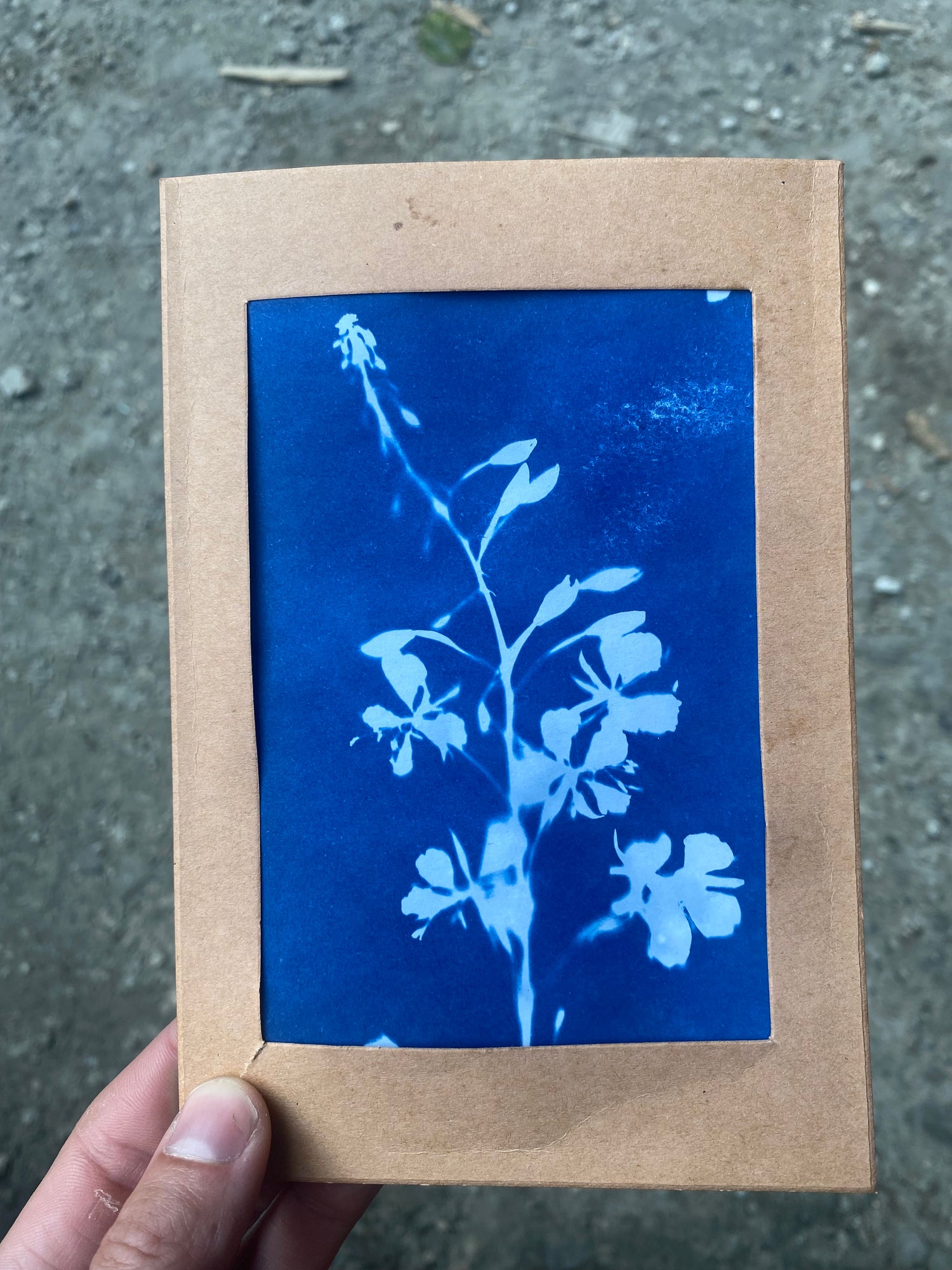 Cyanotype Prints