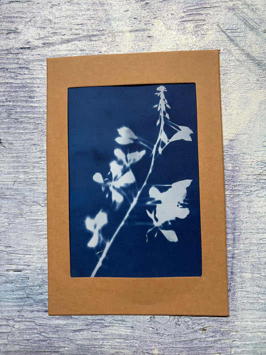 Cyanotype Print - Fireweed