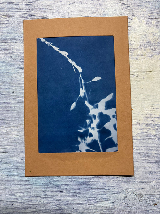 Cyanotype print - fireweed